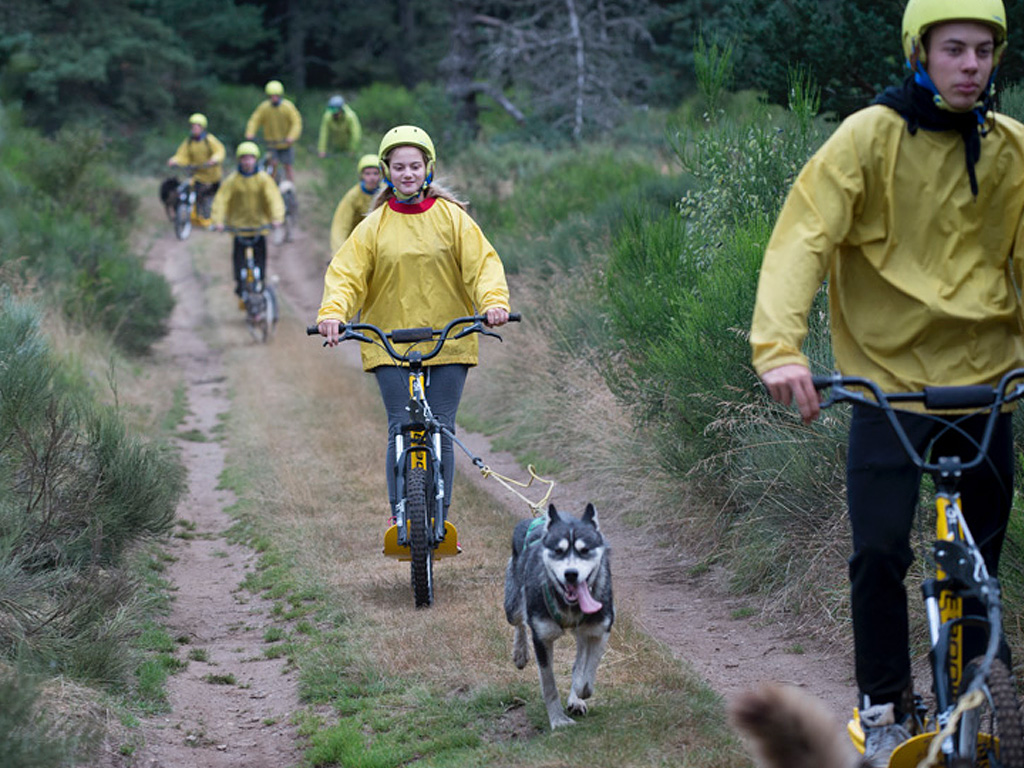 Cani-trottinette en action