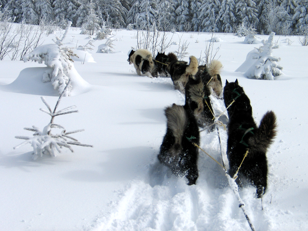Chien de traîneau