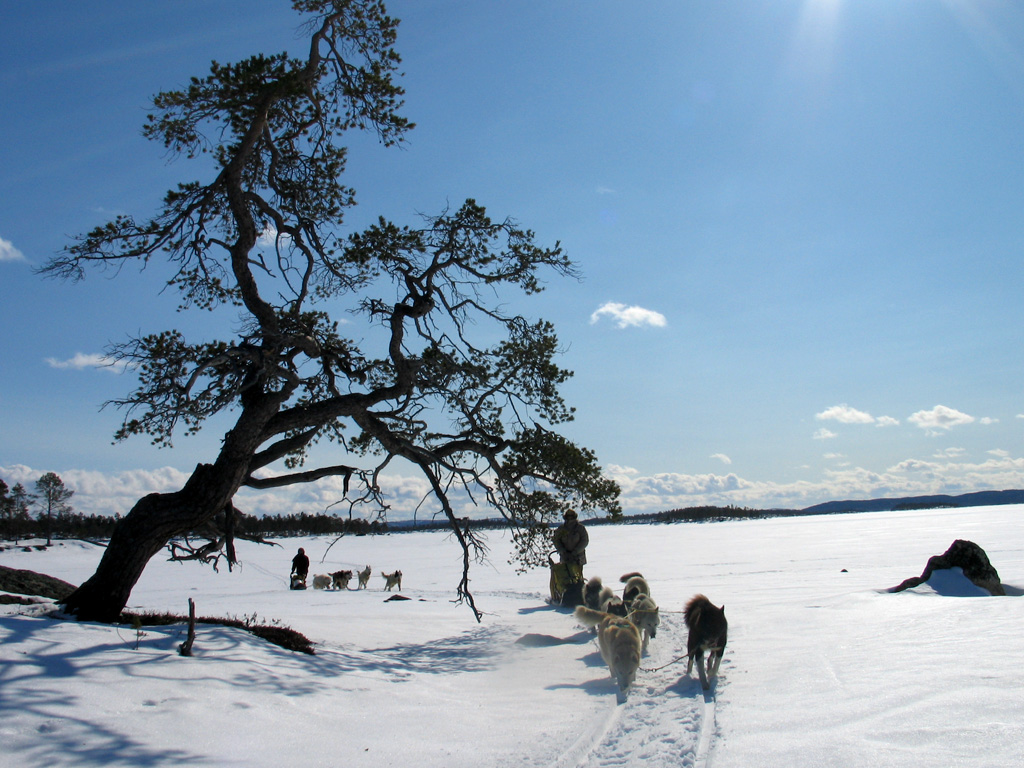 Attelage de huskies en action