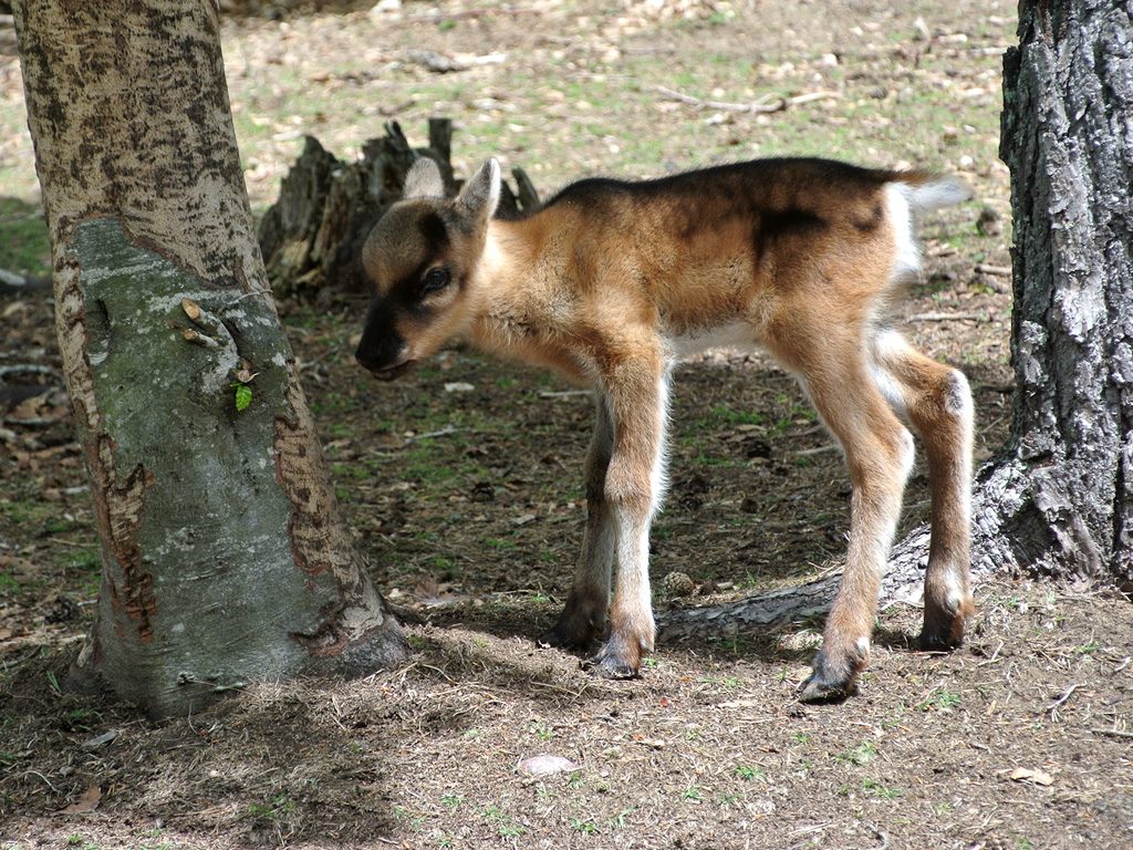 Visite guidée du parc