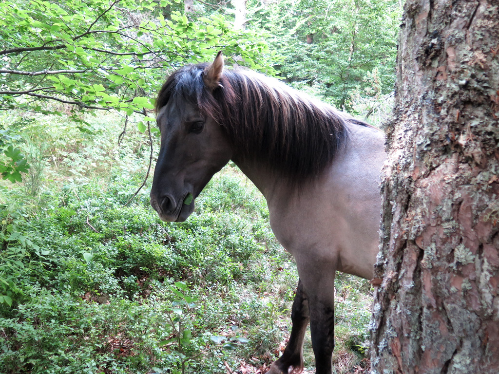 Chevaux Tarpan